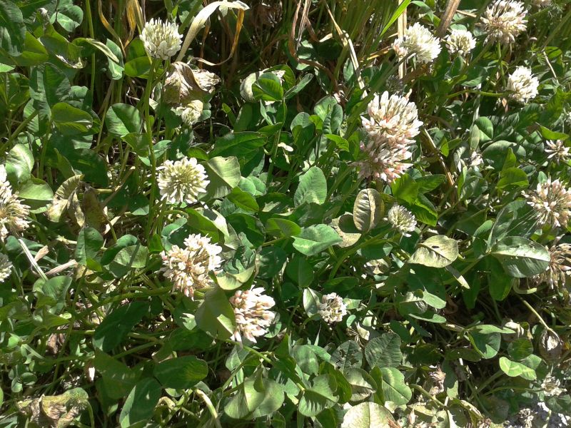 Trifolium repens
